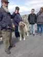 Emerald Family walk with Irish Wolfhounds - 90 Minutes Walk