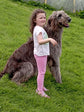 Individual Walk with Irish Wolfhounds- 90 Minutes