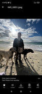 Meet and great with Irish Wolfhounds- 30 Minutes