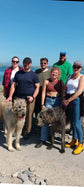 Emerald Family walk with Irish Wolfhounds - 90 Minutes Walk