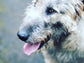 Couples Walk with Irish Wolfhounds- 90 minutes