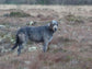Couples Walk with Irish Wolfhounds- 90 minutes
